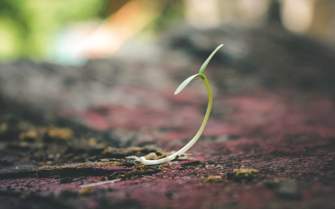 Don’t underestimate human resilience: We will emerge from this pandemic stronger than ever