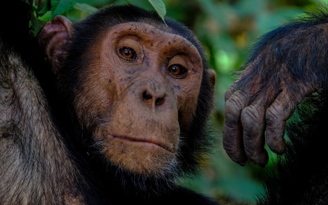 How far are Doctors away from being Mob Chimpanzees?